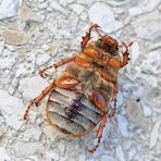 Gerippter Brachkäfer (Amphimallon solstitiale) Unterseite