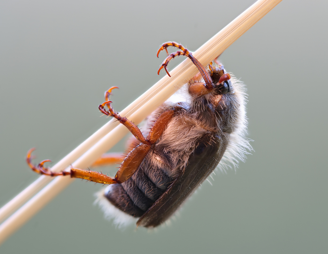 Gerippter Brachkäfer (Junikäfer)