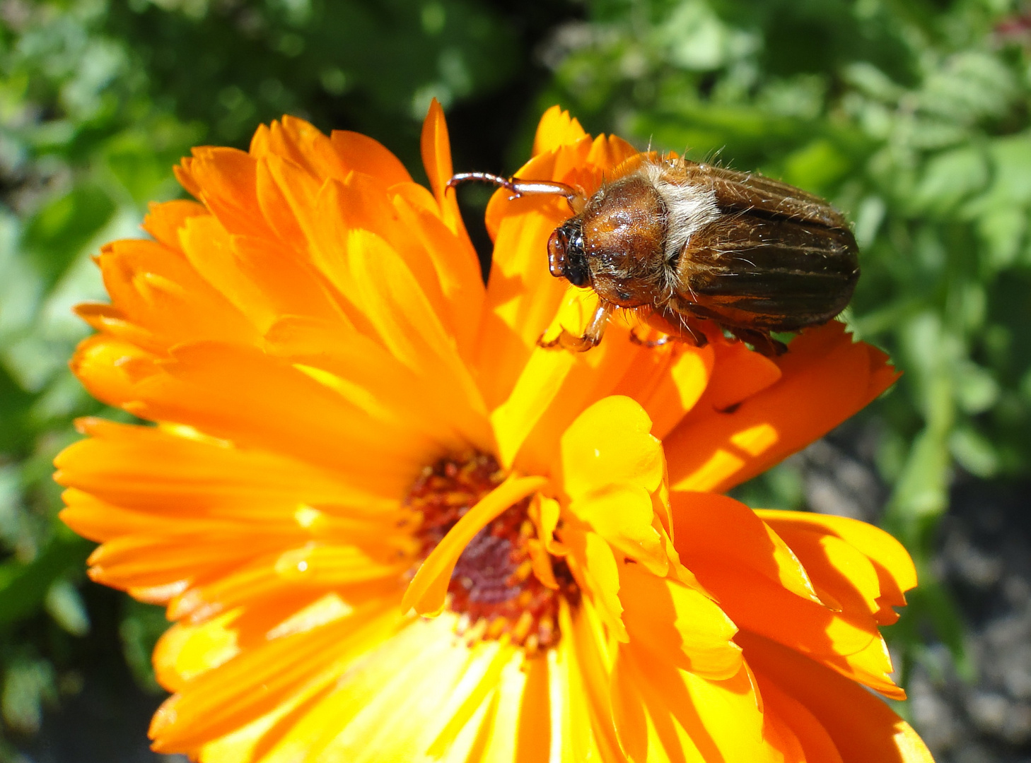 Gerippter Brachkäfer(oder Junikäfer)