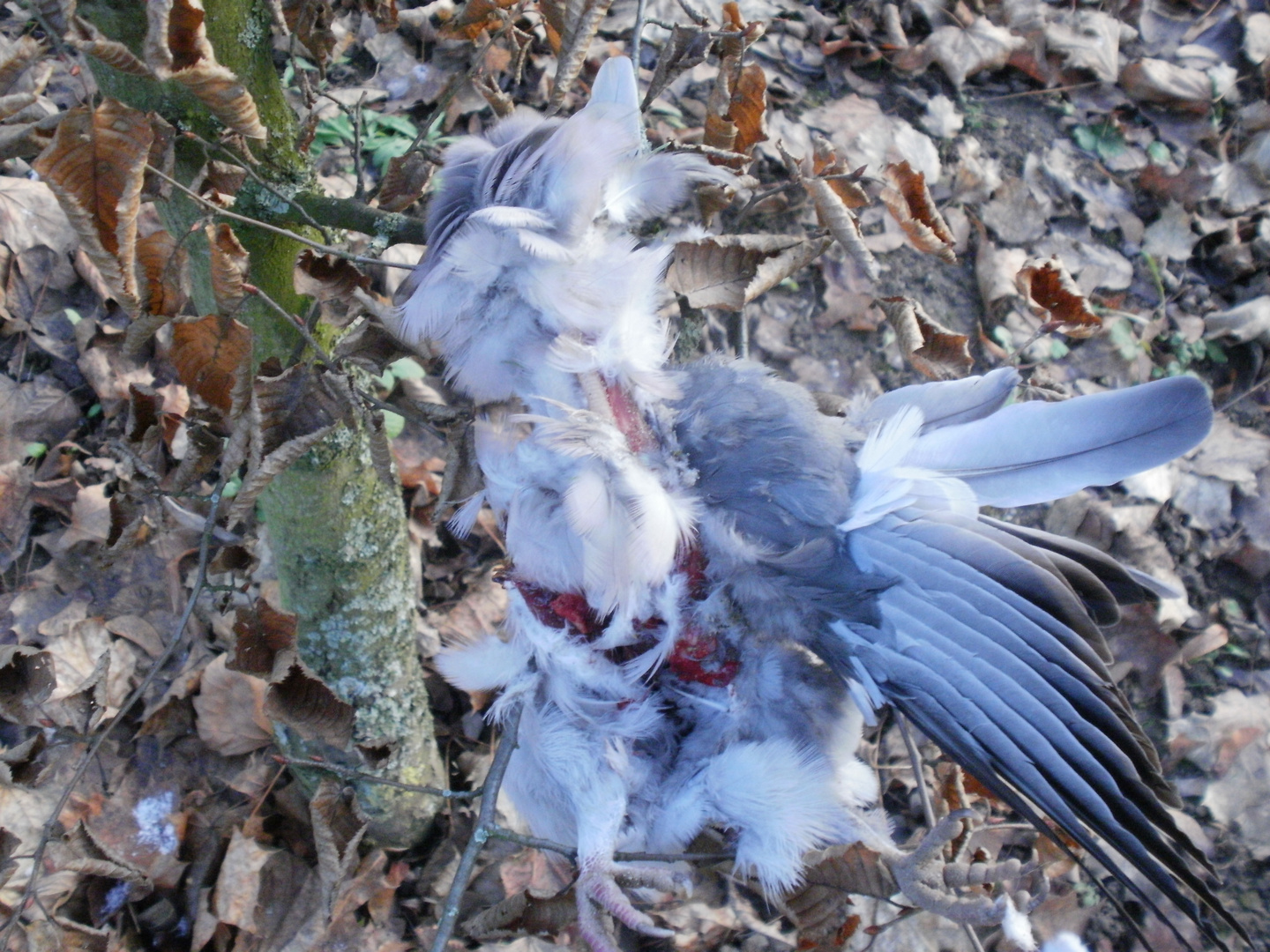 gerissene Taube von Mäusebussard