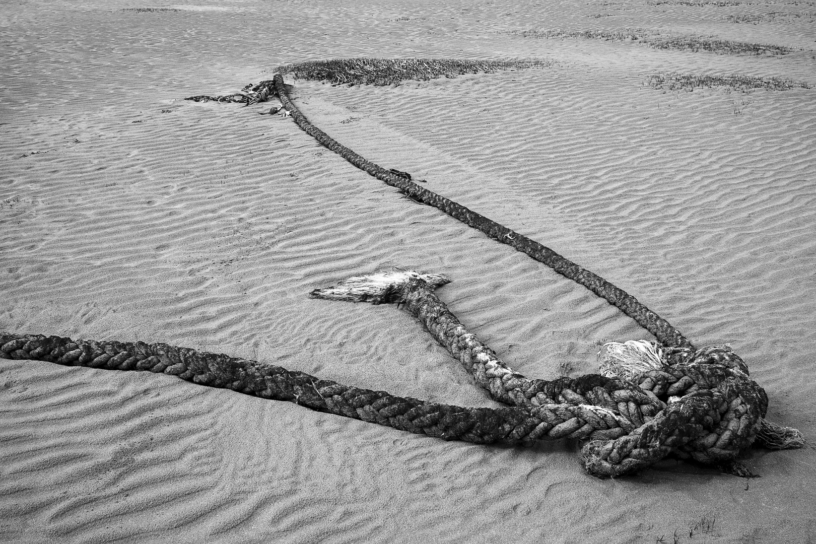 Gerissenes Tau am Strand, Wales