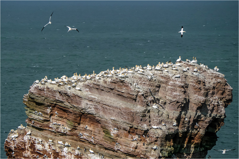 German Bird Rock...