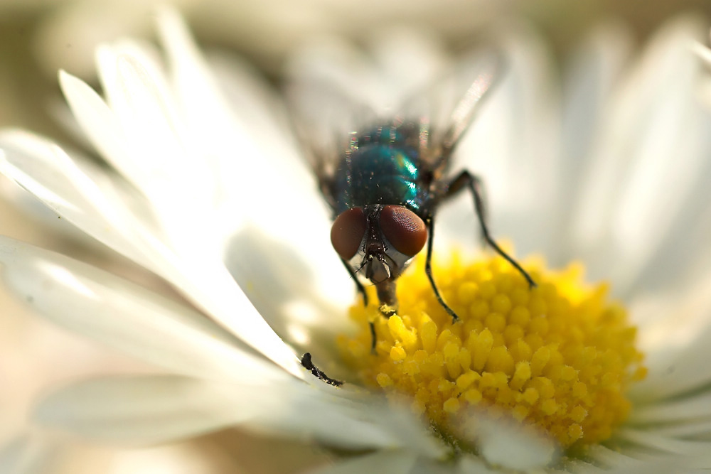 german daisy fly