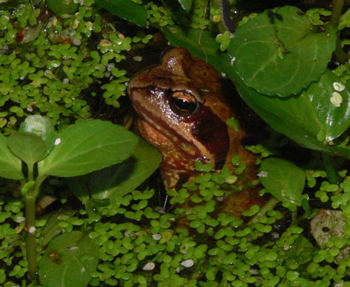 German frog blinkin´ out of an Essen pond