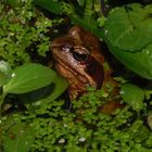 German frog blinkin´ out of an Essen pond