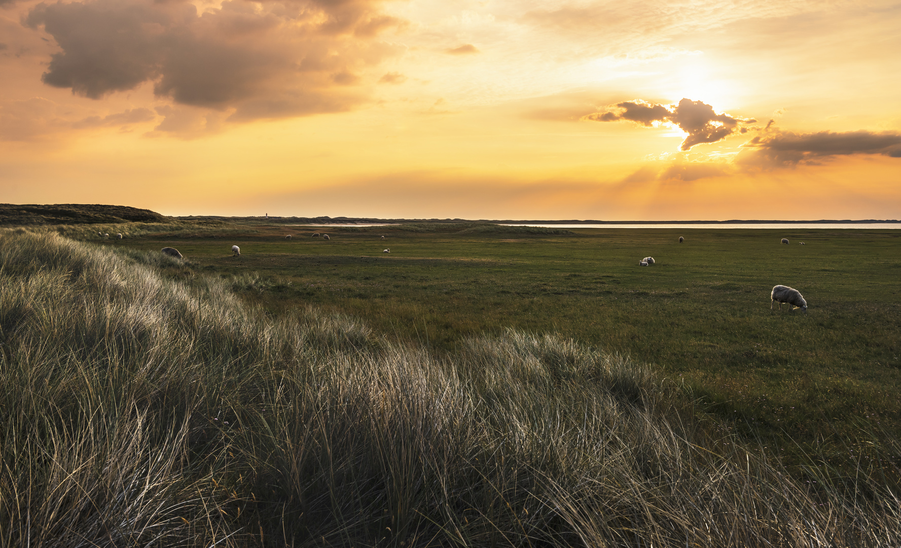 German grassland landscape with sheep at sunrise