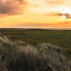 German grassland landscape with sheep at sunrise