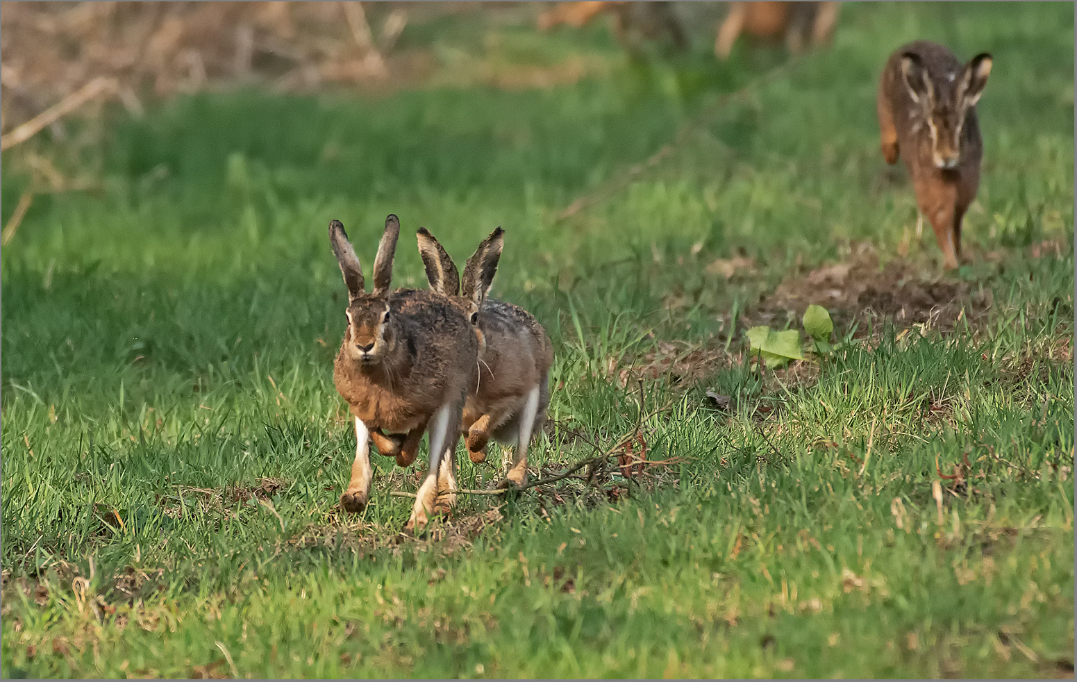 German kangaroos   . . .