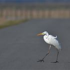 German Road Runner