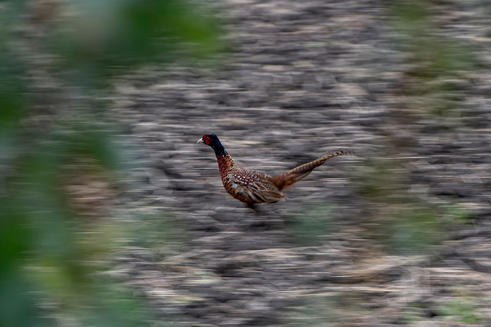 German Roadrunner