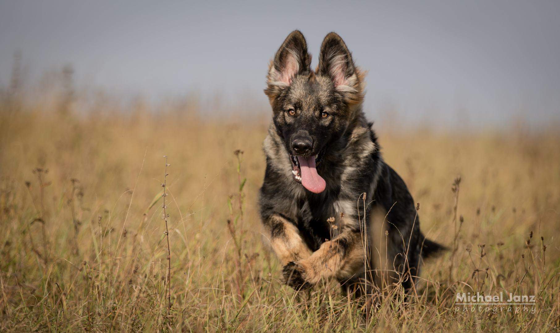 german shepherd