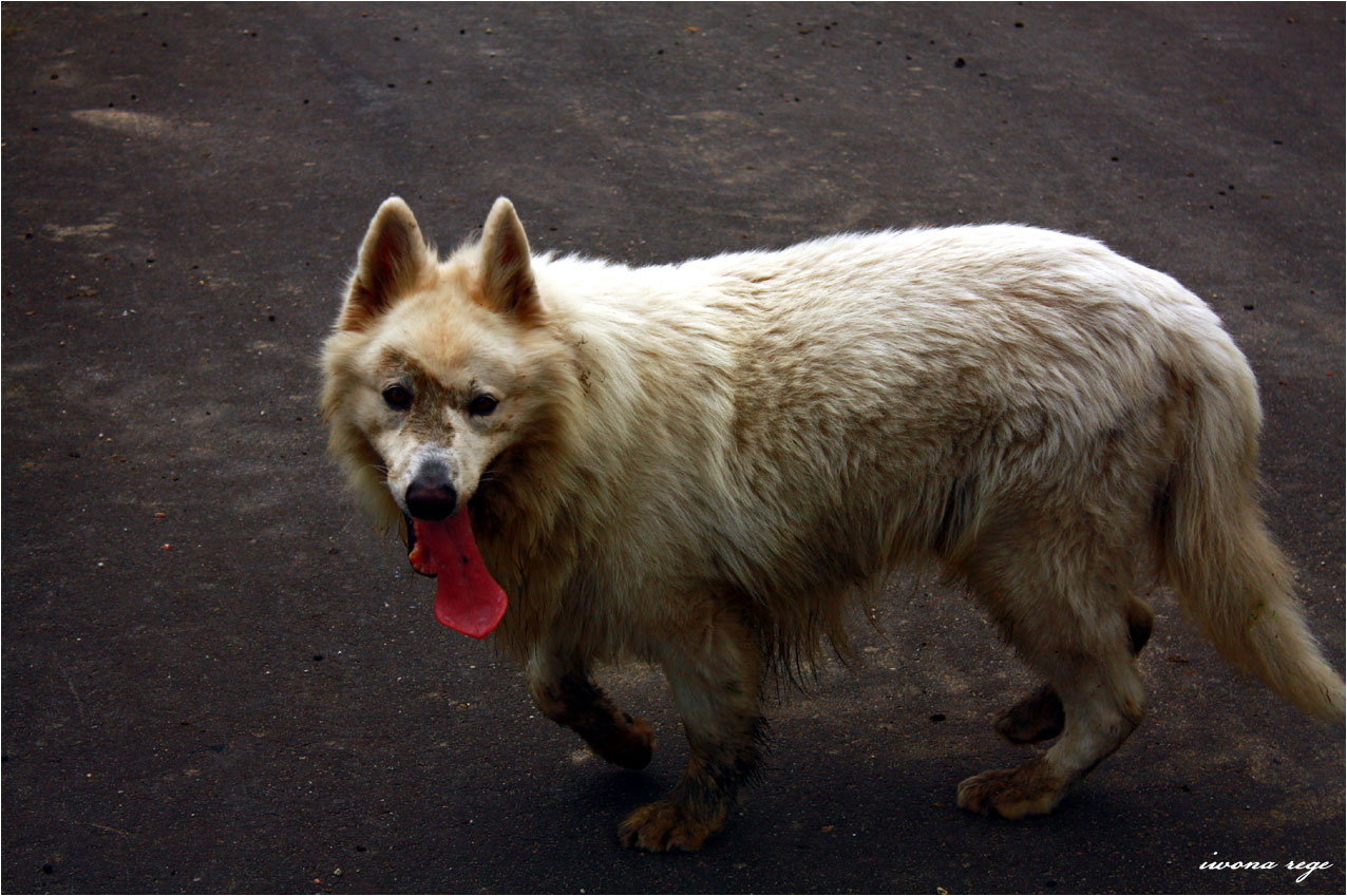 German Shepherd Dog