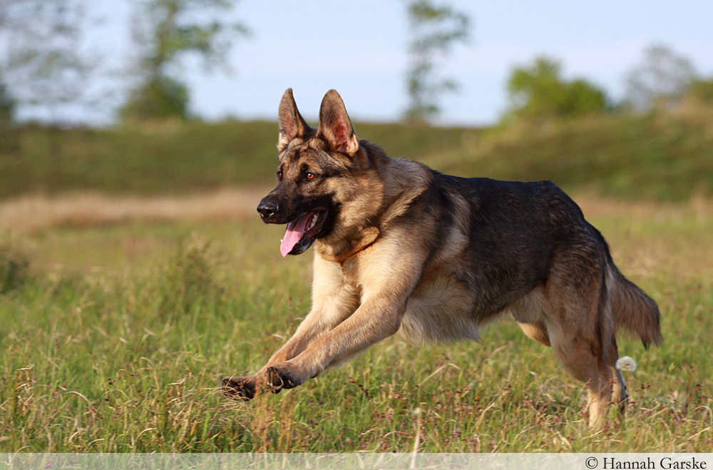 German Shepherd Dog