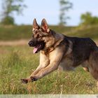 German Shepherd Dog