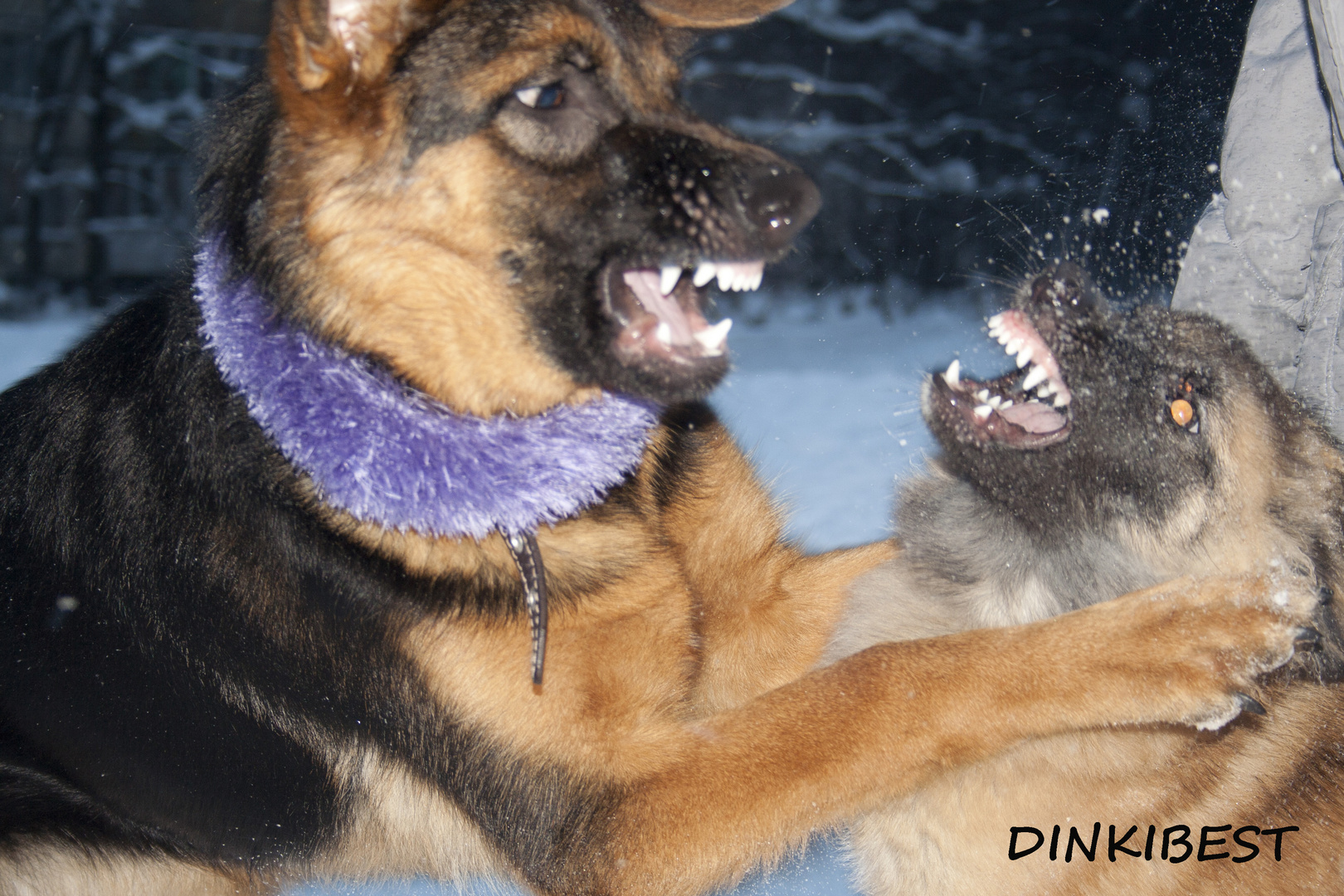 German Shepherd dog Taffy and girlfriend Kami