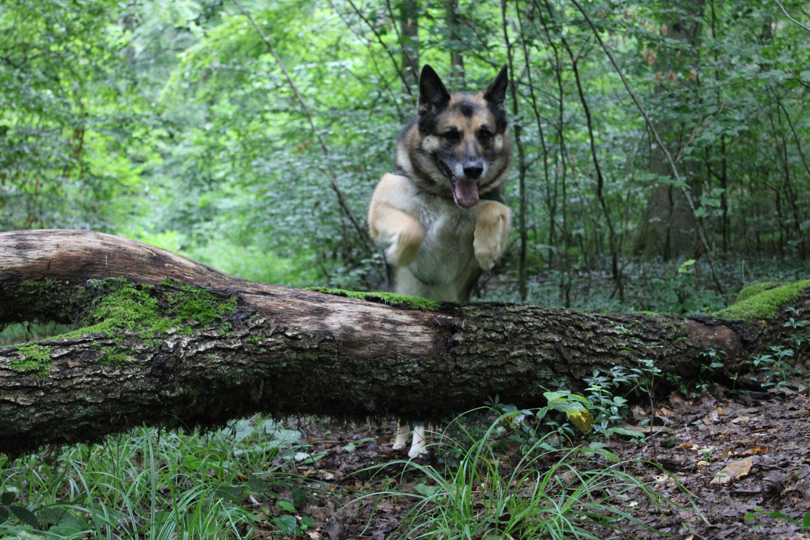 German shepherd jumps in the forest