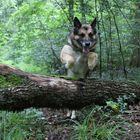 German shepherd jumps in the forest