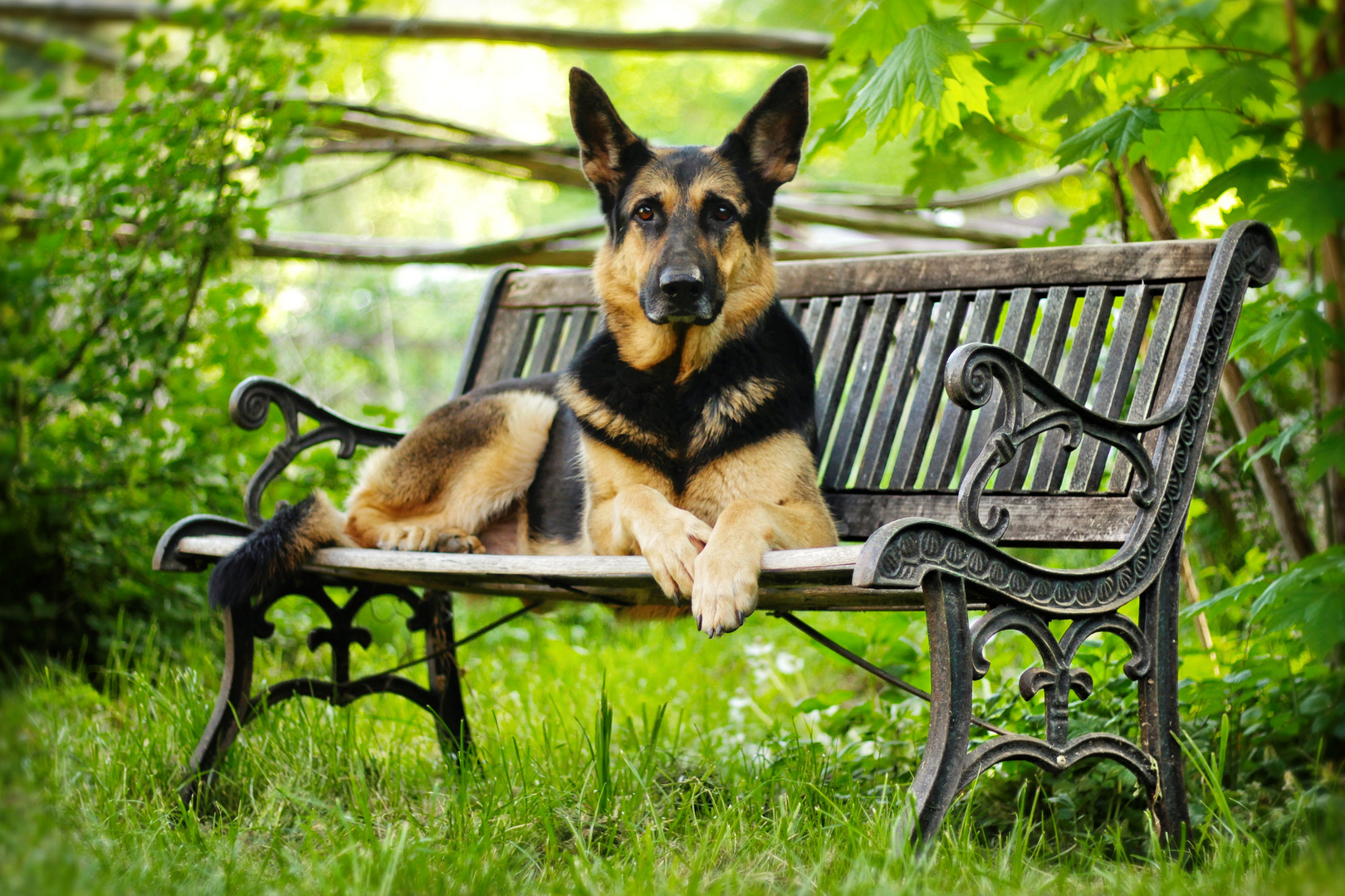 German Shepherd Lady