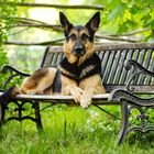 German Shepherd Lady