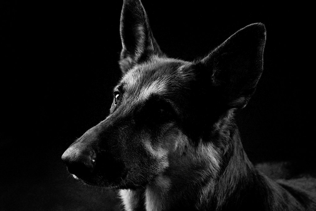 German Shepherd Lady