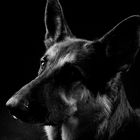 German Shepherd Lady