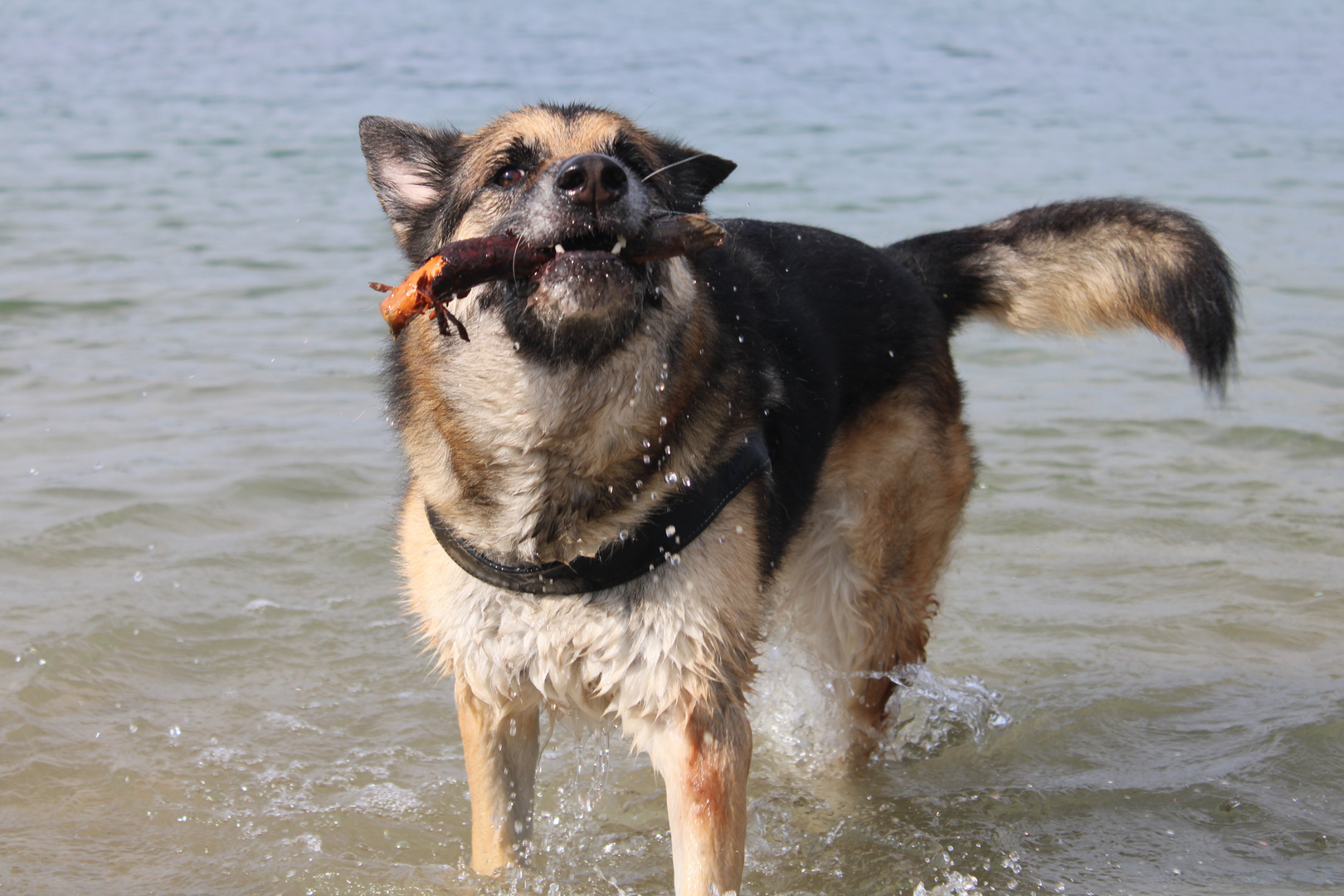 German shepherd playing in the water