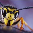 GERMAN WASP