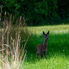 german wildlife