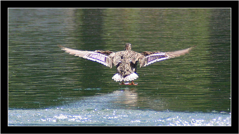 German Wings flight is landing ...