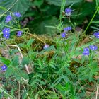 "Germander Speedwell"