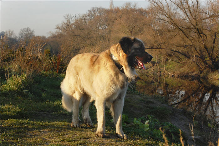 Germanischer Bärenhund