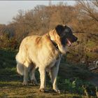 Germanischer Bärenhund