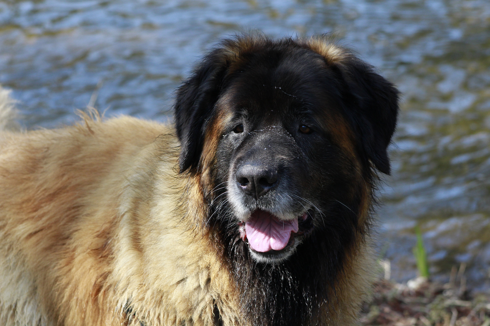 Germanischer Bärenhund