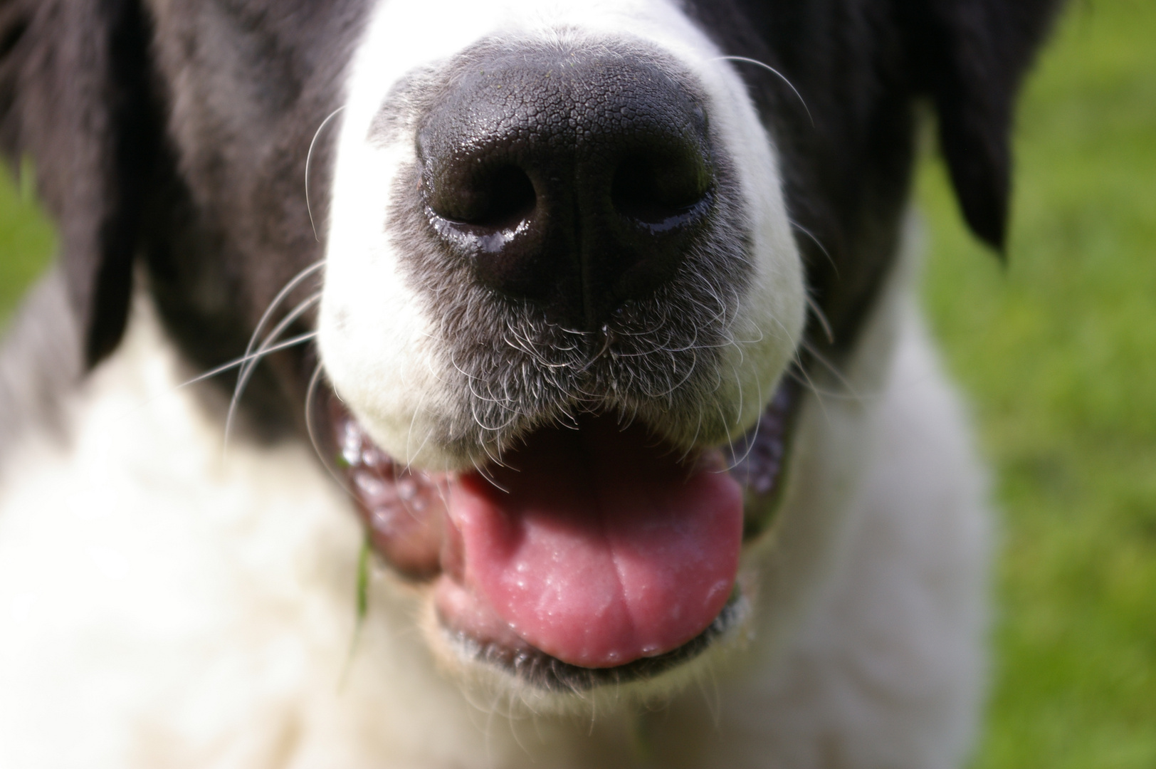 Germanischer Bärenhund (Lotte) Nase