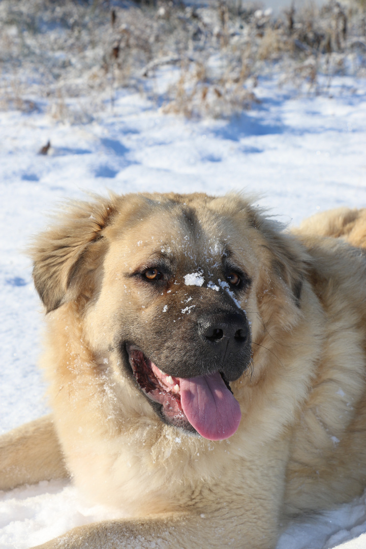 Germanischer Baerenhund Ruede Portrait