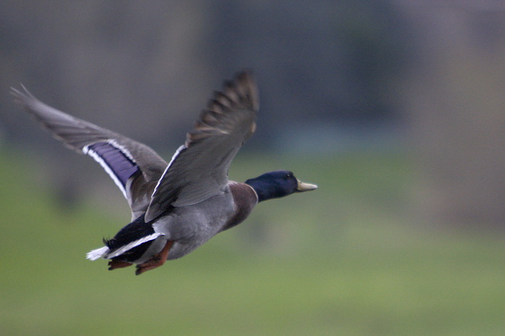 germano in volo