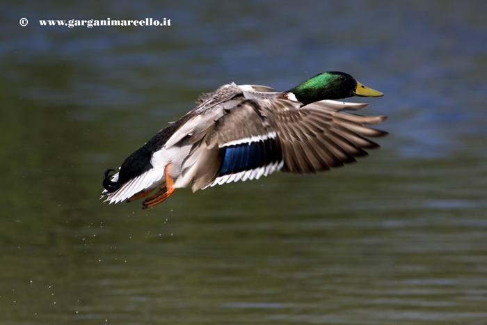 Germano in volo