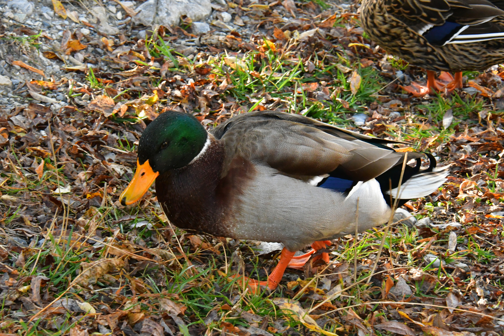 Germano Reale (Anas platyrhynchos)-001