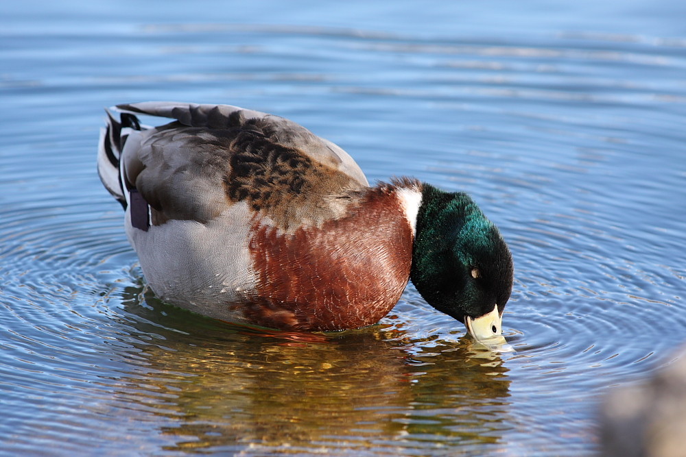 Germano reale - Anas platyrhyncos