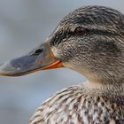 Germano reale femmina - Anas platyrhynchos (female)