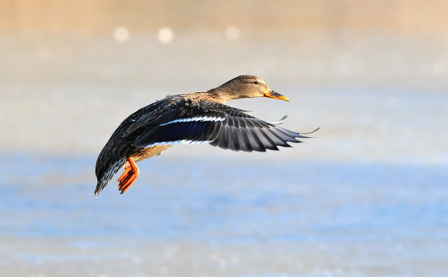 Germano reale femmina in volo