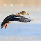 Germano reale femmina in volo