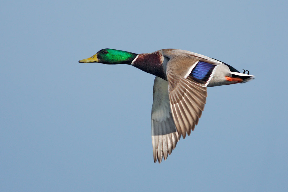 Germano reale in volo