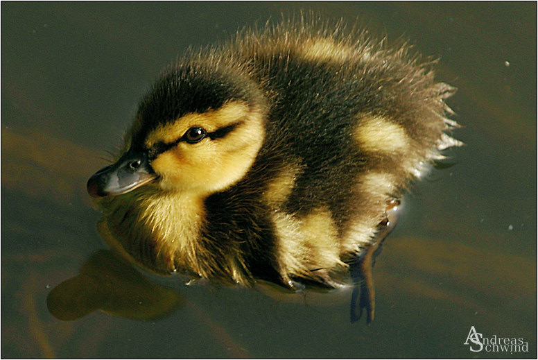 Germany big Duck