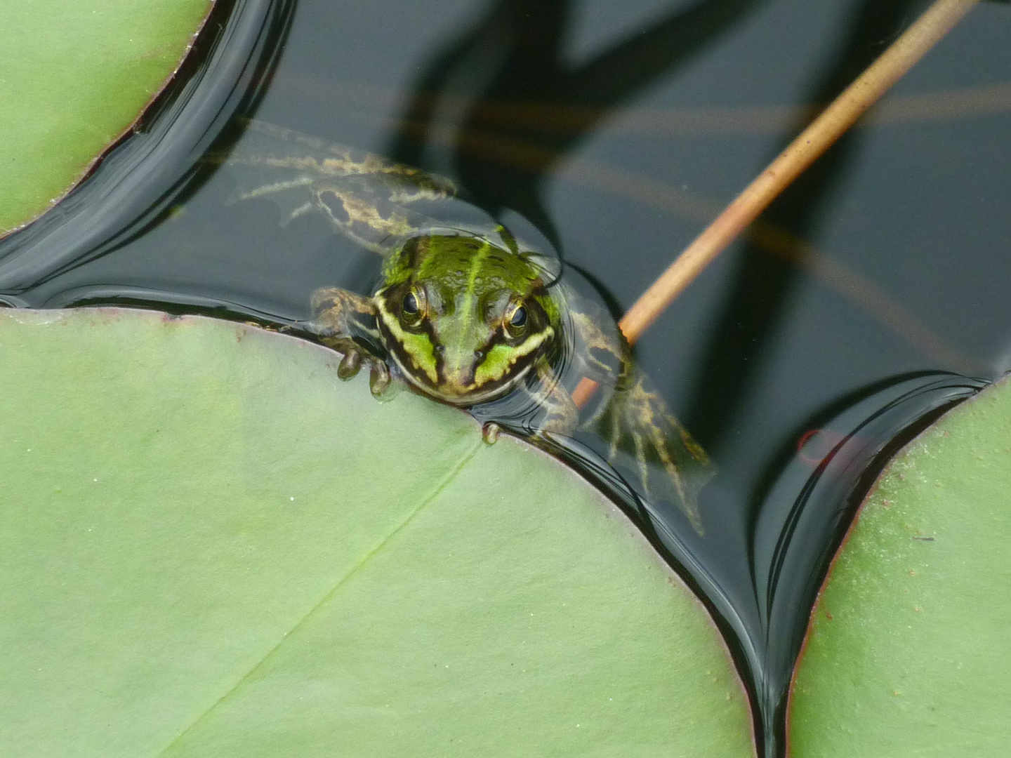 Germany`s next Froschmodel