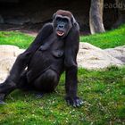 Germanys next Gorilla Model