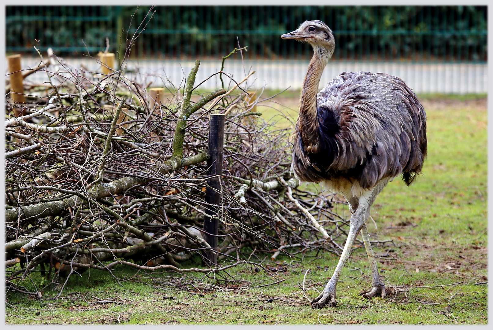 Germanys next Top-Emu