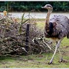 Germanys next Top-Emu