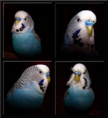 Germany's next Topsittich '' Hansi '' !