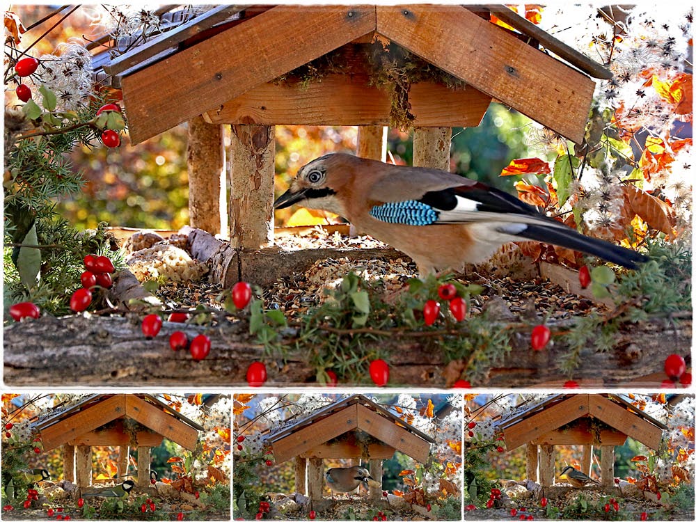 Gern besuchtes Vogelfutterhaus 